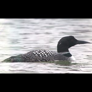 Meet your Posher, Ian